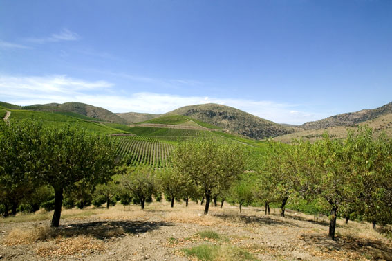 quinta da ervamoira. 2007